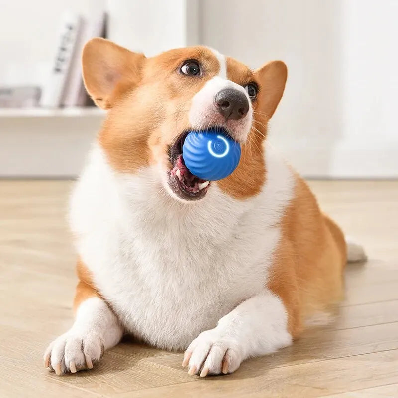 Hundespielzeug für spielerische Unterhaltung – langlebiges Gummimaterial